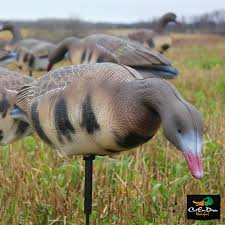 NEW WHITE ROCK COLLAPSIBLE FULL BODY SPECKLEBELLY GOOSE DECOYS 6-PACK W/  STAKES 752423685837 | eBay