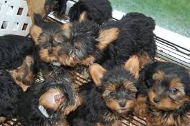 Black And Tan Yorkie Full Grown Pin On All Things Yorkie