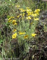 Image result for Eriosema laurentii