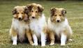 Northumbrian Collies - Old-Time Farm Shepherd