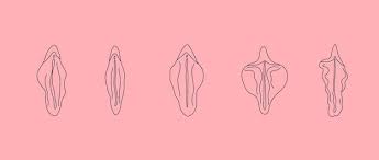 Premium Vector | Type of female labia vector. line drawing illustrator a  vagina.