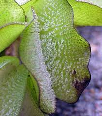 Image result for Salviniaceae