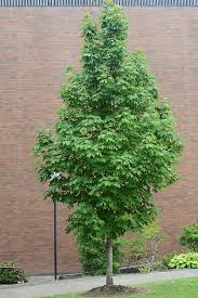 Check spelling or type a new query. Acer Saccharum Apollo Landscape Plants Oregon State University
