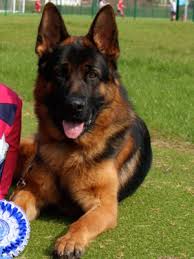 We have 6 females and 4 males. Pedigree Kc Registered German Shepherd Dog Puppies In Darlington County Durham Born 12 04 16