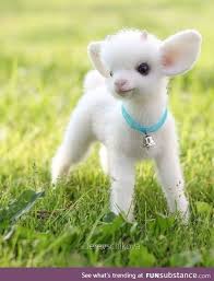 Daily Dose Of Cuteness Overload 2 Baby Animals Pictures Baby Animals Super Cute Farm Animal Toys