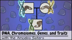 Choose the game quiz you like and play as many times as you want. Alleles And Genes Youtube