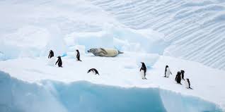 To conserve heat, the emperor penguin males huddle close together. Antarctica Wildlife Hurtigruten