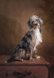 Awards Accreditation Sue Bryce Education Dog Photography Studio Pet Portraits Photography Pet Photography Props