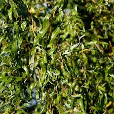 Image result for venturia saliciperda willow tree
