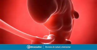¿cómo puedo pasar de semanas a meses de embarazo? Semana 2 De Embarazo Primer Mes De Embarazo