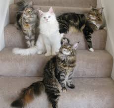 Cold Creek Maine Coon Cats Kittens 340 Knight Rd Gettysburg Pa 17325 Yp Com