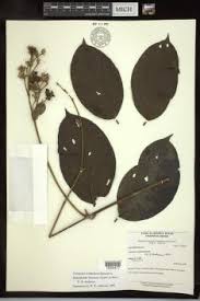 Image result for Triaspis macropteron