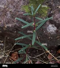 Image result for Talinum crispatulum