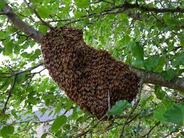 Only company with transparent price listing online. Marietta Honey Bee Removal Southeast Bee Removal