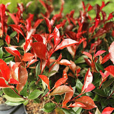 Flowers are one of the most beautiful creations of nature. Arts Flowers Plant Centre Home Facebook