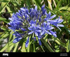 Image result for Agapanthus codii
