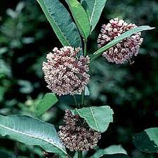 Common Milkweed Seeds Milkweed Seeds Asclepias Milkweed