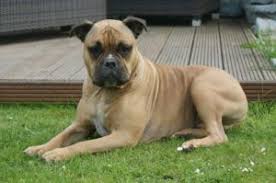 Welcome to the old red english bulldog kennel inc! Einstufung Als Gefahrlicher Hund Durch Die Hundesteuersatzung Hier Olde English Bulldog Schlosser Aktuellschlosser Aktuell