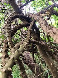 Image result for Zanthoxylum chalybeum