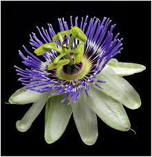 The Christian Symbolism Of The Passion Flower Passion Fruit Flower Blue Passion Flower Passion Flower