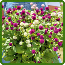 Image result for Gomphrena globosa