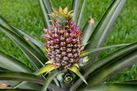 Cara menanam nanas dari biji. Cara Menanam Nanas Di Rumah Dua Cara
