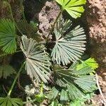 Image result for Actiniopteris radiata