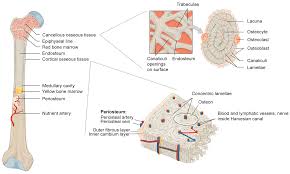 The human body is made up of several organ systems that work together as one unit. Materials Free Full Text The Components Of Bone And What They Can Teach Us About Regeneration Html