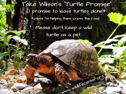 Learn how to properly source and care for one as a pet. Eastern Box Turtle 14 2326 The Wildlife Center Of Virginia