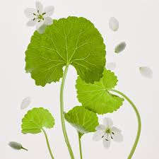 Image result for Centella asiatica