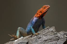 Therefore, the first thing that affects their diet is their size. Lizard San Diego Zoo Animals Plants