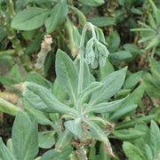 Image result for Kleinia abyssinica