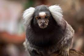 Common Marmoset Wikipedia The Free Encyclopedia Weissbuschelaffe Tiere Neocortex