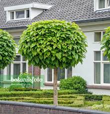 Image result for Catalpa