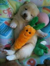 20 Puppies Cuddling With Their Stuffed Animals During Nap Time Puppy Cuddles Cute Animals Baby Animals