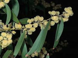 Image result for Acacia