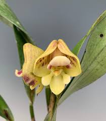 Image result for Polystachya tridentata