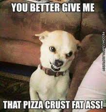 Pin By Mickey Bear On Rofl Funny Animal Memes Cute Animal Memes Cute Funny Animals