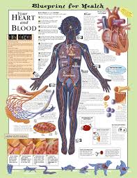 blueprint for health your heart and blood anatomical chart