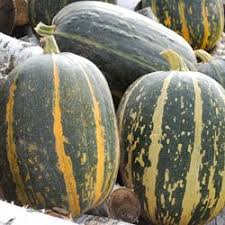 Tours Squash French Heirloom Pumpkin Seeds Pumpkin Seeds