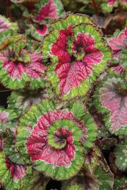 Begonias How To Grow Care For Begonia Plants Begonias For Sale Begonia Plants Tuberous Begonia