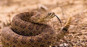 Step by step drawing tutorial on how to draw a common garter snake. What To Do If You Re Bitten By A Rattlesnake Uci Health Orange County Ca