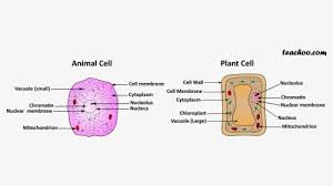 We did not find results for: 1 Basic Structure Of Animal And Plant Cells Animal And Plant Cell Transparent Background Hd Png Download Transparent Png Image Pngitem