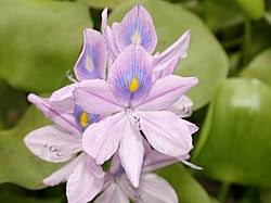 Kepekatan logam dalam akar adalah lebih tinggi 10 kali ganda daripada daun dan batang. Category Eichhornia Crassipes Wikimedia Commons