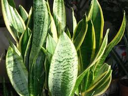 Image result for Tristachya superba