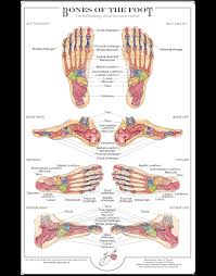 Bones Of The Foot Chart Balancing Touch Reflexology