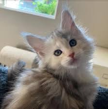 Maine Coon Kittens in Georgia, South Carolina