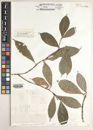 Image result for Asparagus migeodii