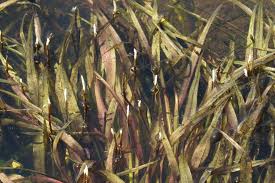 Image result for Blyxa