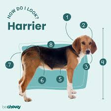 Image result for Harrier dog